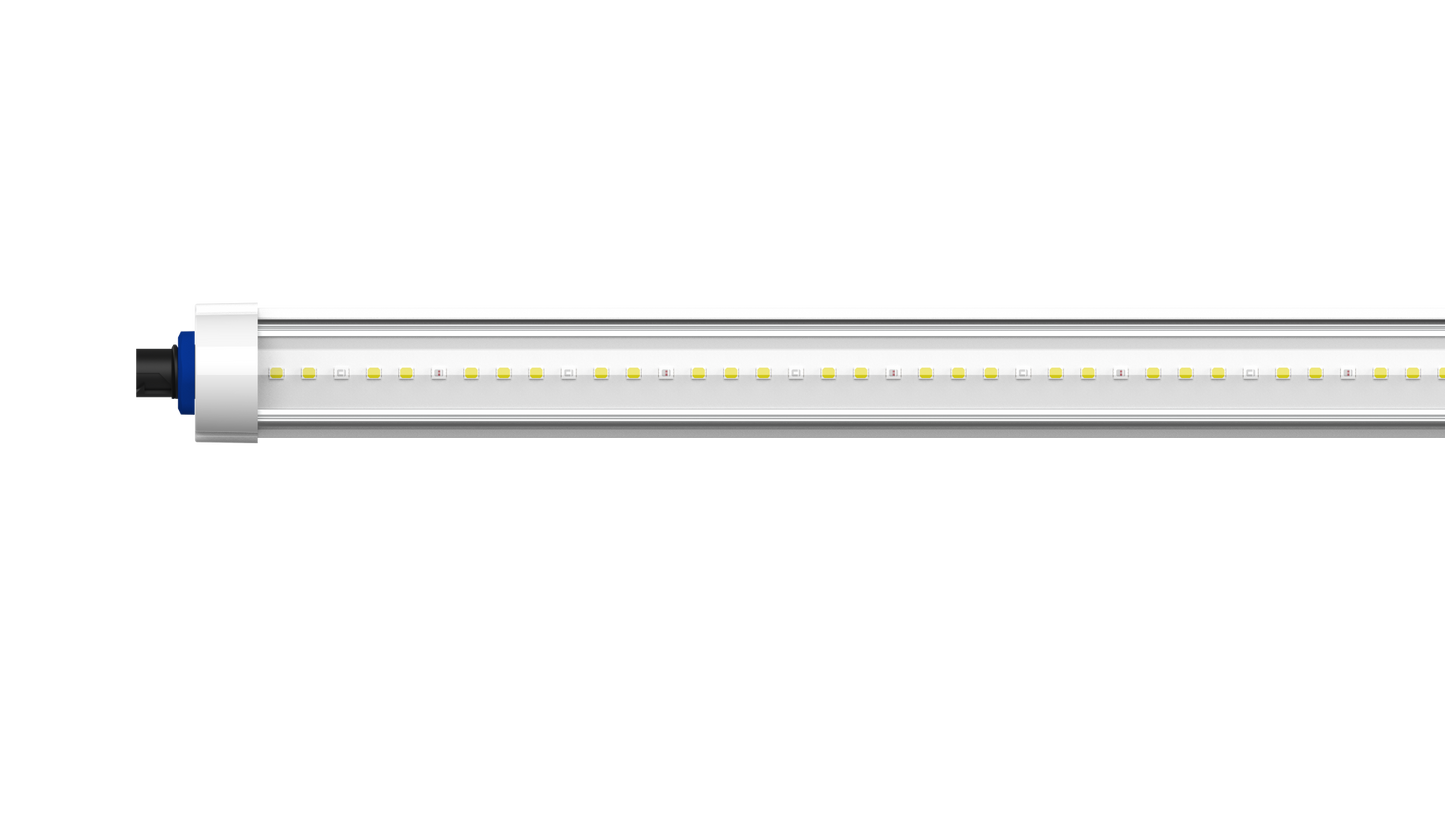 Tarantula Reproduction Bar (Pair)