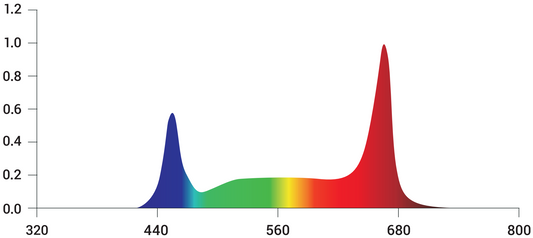 Tarantula Vulcan Magma