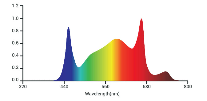 Tarantula Tent Ultimate 2x4